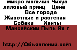 микро мальчик Чихуа лиловый принц › Цена ­ 90 - Все города Животные и растения » Собаки   . Ханты-Мансийский,Пыть-Ях г.